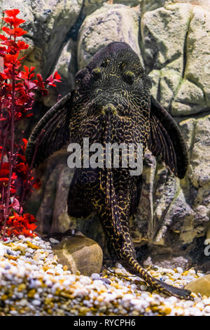 Orinoco sailfin catfish, common pleco with a black and yellow mottled pattern, tropical fish from the rivers of mexico Stock Photo