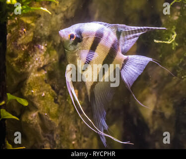 freshwater angelfish, very popular fish in aquaculture, tropical fish from the amazon basin Stock Photo