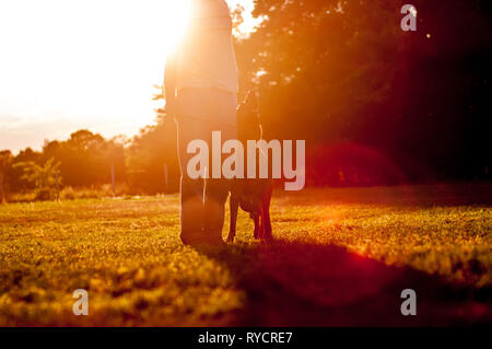 Training of a beautiful German Shepherd with a ball by a trainer man on a sunny day in the sunset. Stock Photo