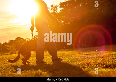 Training of a beautiful German Shepherd with a ball by a trainer man on a sunny day in the sunset. Stock Photo