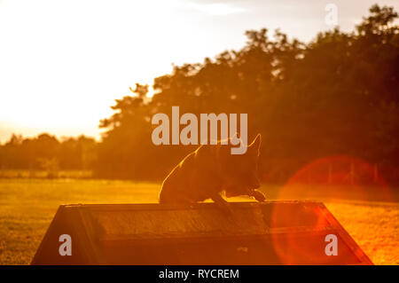 Agility training of a beautiful German Shepherd dog on an a-frame rooftop on a sunny day in the sunset. Stock Photo