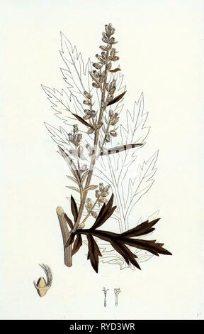 Artemisia Vulgaris Mugwort Stock Photo