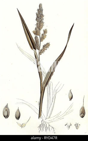 Echinochloa Crus-Galli Loose Panic-Grass Stock Photo