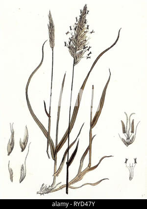 Anthoxanthum Odoratum Sweet-Scented Vernal-Grass Stock Photo