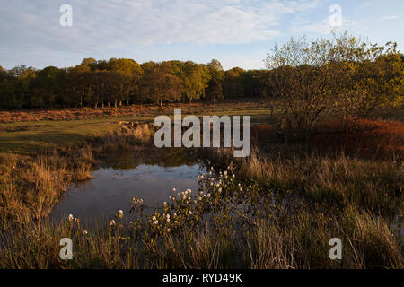 Bogbean Menyanthes trifoliata in a pond in Akercome Bottom with Pinnick Wood beyond, New Forest National Park, Hampshire, England, UK April 2017 Stock Photo