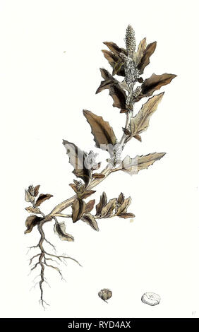 Chenopodium Glaucum Oak-Leaved Goosefoot Stock Photo