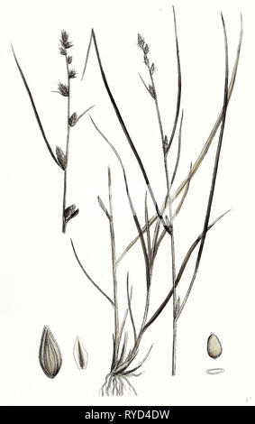 Carex Remota Distant-Spiked Sedge Stock Photo