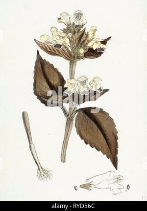 Galeopsis Versicolor Large-Flowered Hemp-Nettle Stock Photo