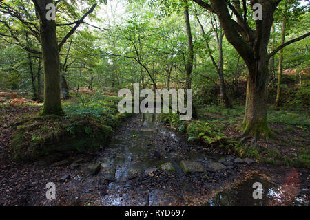 Beechenhurst Inclosure, Forest of Dean, Gloucestershire Stock Photo - Alamy