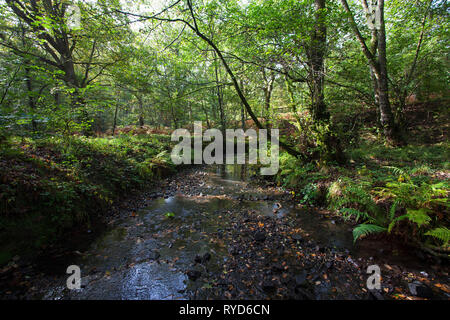 Woodland stream running through New Beechenhurst Inclosure, Forest of Dean, Gloucestershire, England, UK, September, 2017 Stock Photo