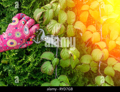 pruning of pine needles garden shears Stock Photo