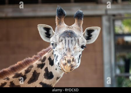 Giraffe - San Diego Zoo Stock Photo