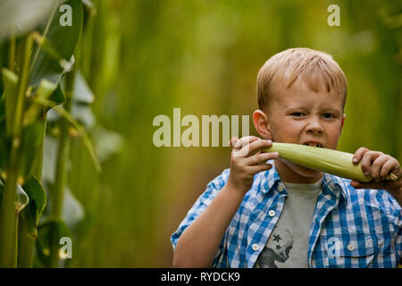 Portrait of a boy eating a raw cob of corn. Stock Photo