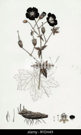 Geranium Phaeum Dusky Crane's-Bill Stock Photo