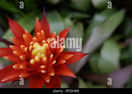 Red Bromeliad flowering plant, tropical red pineapple flower - Image Stock Photo