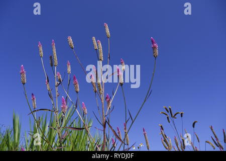 Celosia caracas – the cockscomb flower in nature against blue sky background Stock Photo