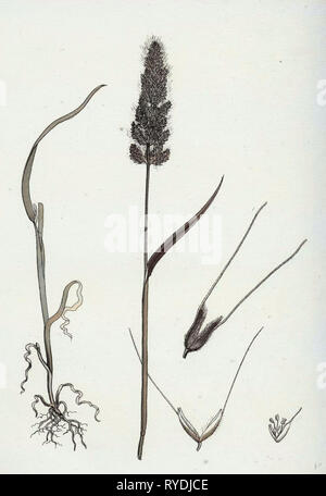 Polypogon Monspeliensis Annual Beard-Grass Stock Photo