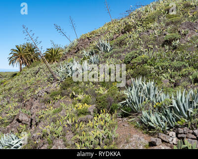 An arid hillside in La Gomera in the Canary Islands covered in aloes opuntia cacti and palm trees and other xerophytic vegetation Stock Photo