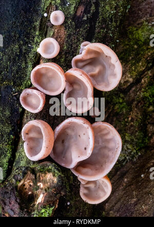 Jew's ear fungus Auricularia auricula-judae now known as wood ear or jelly ear growing on a fallen log in a Somerset wood UK Stock Photo