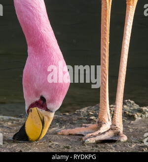 James's flamingo Phoenicoparrus jamesi a rare S American bird with characteristic yellow bill feeding on muddy ground at Slimbridge Gloucestershire UK Stock Photo