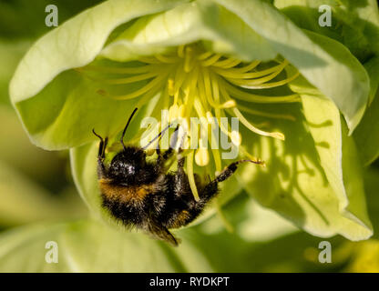 Early bumblebee Bombus pratorum queen feeding on a Corsican hellebore flower on a warm day in February 2019 - Bristol UK Stock Photo
