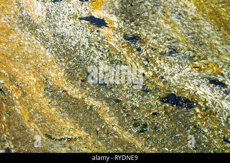 Algae polluted water. film of algae on surface of the water preventing the formation of oxygen and causing death to aquatic organisms Stock Photo