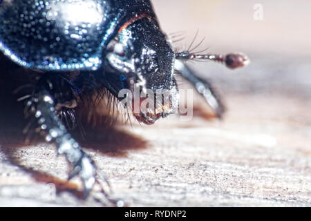 Armored beetle - the whole and the parts of the body. Dorbeetle, clock beetle (Geotrupes stercorarius). Jaws close up. Ultra macro