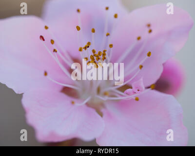 A close up view of a pink and magenta spring time apricot fruit tree flower Stock Photo