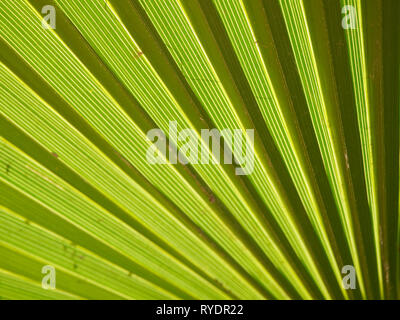 Light shining through a palm frond showing detailed green and yellow stripes Stock Photo