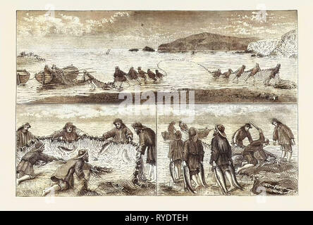 Salmon Fishing: Fishing Salmon, Mouth of the River Tivey, Cardiganshire, Hailing in the Seine Net, Clubbing the Fish, Carrying the Fish to the Boat, Engraving 1876, UK Stock Photo