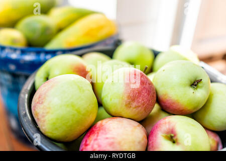 Closeup of large buckets basket filled with fresh green red garden orchard apples and cucumbers fruit after harvest Stock Photo