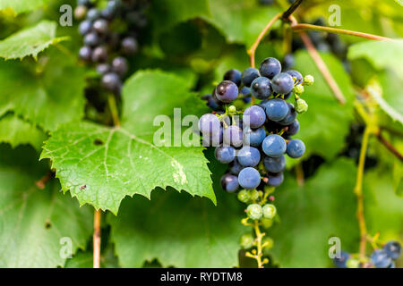 Macro closeup of wild fresh ripe green purple bunch of red dark blue Isabella grapes growing on vine with green leaves in summer ripening fruit Stock Photo