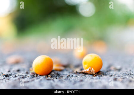 Macro closeup of many two apricot plums on ground with bokeh background fallen yellow orange fruit in summer road street Stock Photo