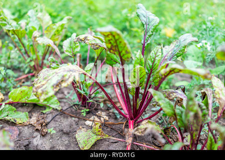 Large red green beet leaves greens closeup on ground in summer garden with vegetable plants growing on dirt soil Stock Photo