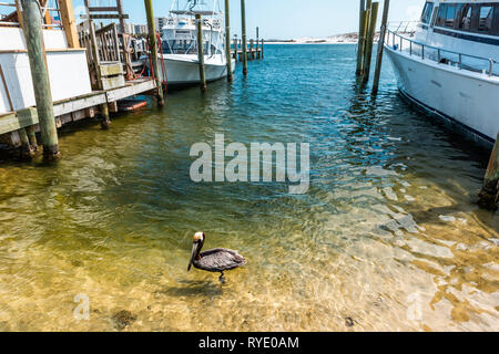 Destin, USA city town village Harbor charter boat Boardwalk marina during sunny day in Florida panhandle gulf of mexico with pelican floating swimming Stock Photo