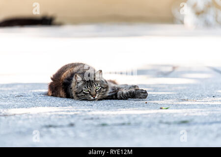 Stray tabby long hair fur cat with green eyes staring looking lying down on sidewalk street pavement in Sarasota, Florida resting relaxing Stock Photo