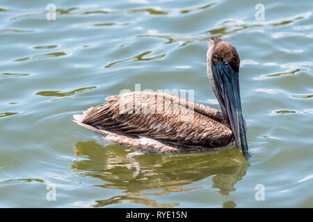 One young Juvenile Eastern Brown Pelican bird portrait closeup isolated swimming in Florida bay near Sanibel island Stock Photo