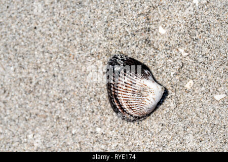 Flat top closeup of one black and white seashell sea shell shelling activity on Sanibel Island, Florida during day near Gulf of Mexico Stock Photo