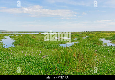 Shoebill in Wetland Habitat in the Victoria Nile Delta Stock Photo