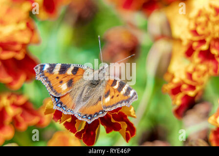 Orange butterfly urticaria on a bright flowerbed among marigold flowers Stock Photo