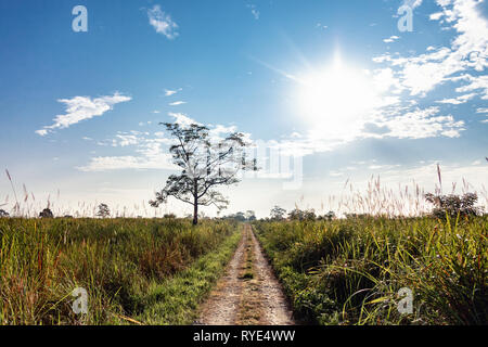 Manas national park and wildlife during daytime and green park Stock Photo