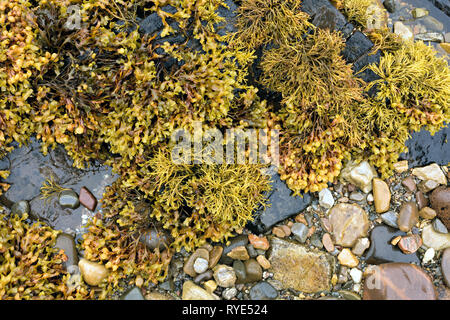 Channelled wrack and Spiral wrack seaweed growing on a rocky Scottish Beach, Scotland, UK Stock Photo