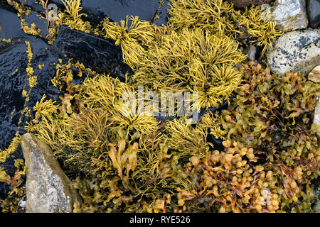 Channelled wrack and Spiral wrack seaweed growing on a rocky Scottish Beach, Scotland, UK Stock Photo