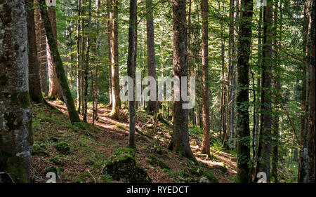 A path leads upwards between the trees of a forest located in the Swiss Jura mountains. The forest is lush green withmoss and sticks and trees Stock Photo