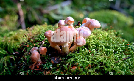 A closeup of a group of brown mushrooms grows on the side of a rotting tree trunk on a lush green forest floor. Moss grows on the trunk and mushrooms. Stock Photo