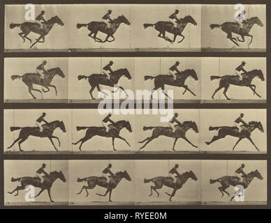 Animal Locomotion; Eadweard J. Muybridge (American, born England, 1830 - 1904); 1887; Collotype; 23.8 x 30.8 cm (9 3/8 x 12 1/8 in.); 84.XM.628.38 Stock Photo