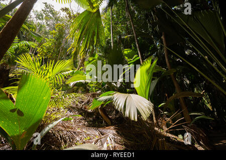 The Vallee De Mai palm forest ( May Valley), island of Praslin, Seychelles Stock Photo