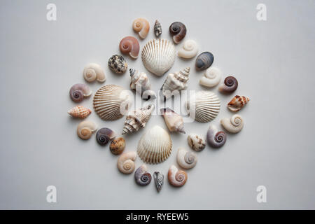 Various thai seashells composition isolated on white background from a high angle view Stock Photo