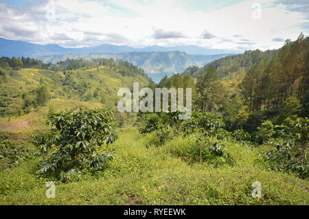 Beautiful panoramic landscapes of Lake Toba and coffee plantations in North Sumatra, Indonesia Stock Photo