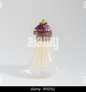 Young Hyacinth bulb in transparent glass vase isolated on white background. Preparation garden for repotting spring flowers. Hello Spring concept Stock Photo